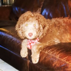 Meet your Posher, Rose